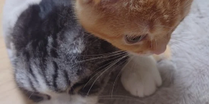 札幌 髪質改善 縮毛矯正 猫好き美容師